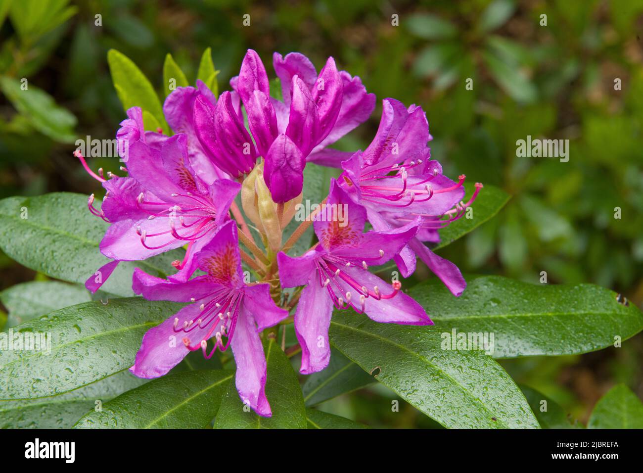 Singolo Flowerhead di fiori e petali di Rododendron pinkish Beacon di Brecon Foto Stock