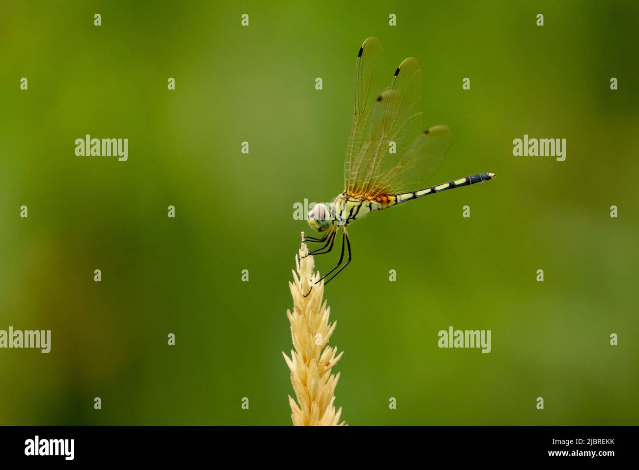 Dragonfly seduto in cima al fiore di mais. Foto Stock