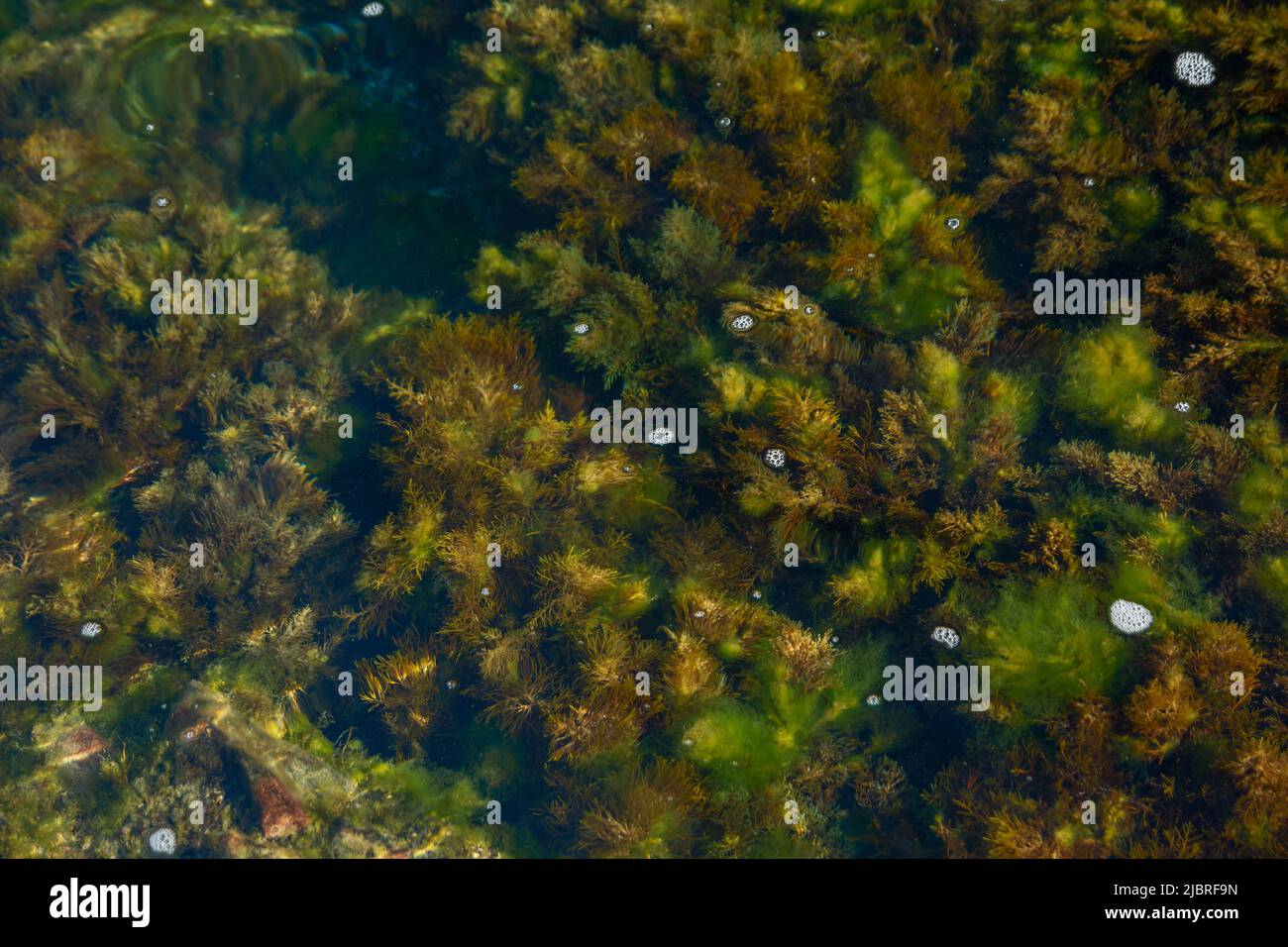 alghe naturali background. pianta tra le pietre e ciottoli in acqua trasparente sulla riva del mare Foto Stock