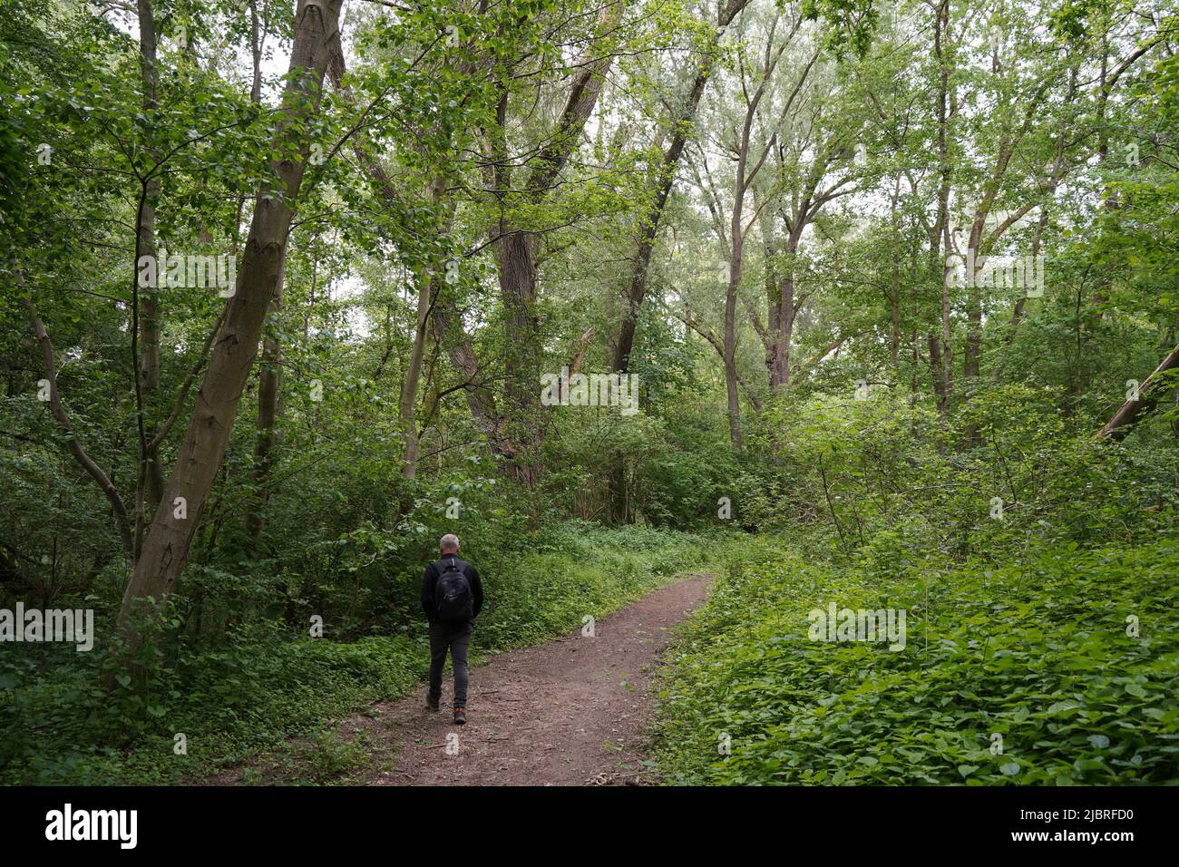 Un uomo entra in una foresta decidua in primavera. Limburgo, Paesi Bassi. Foto Stock
