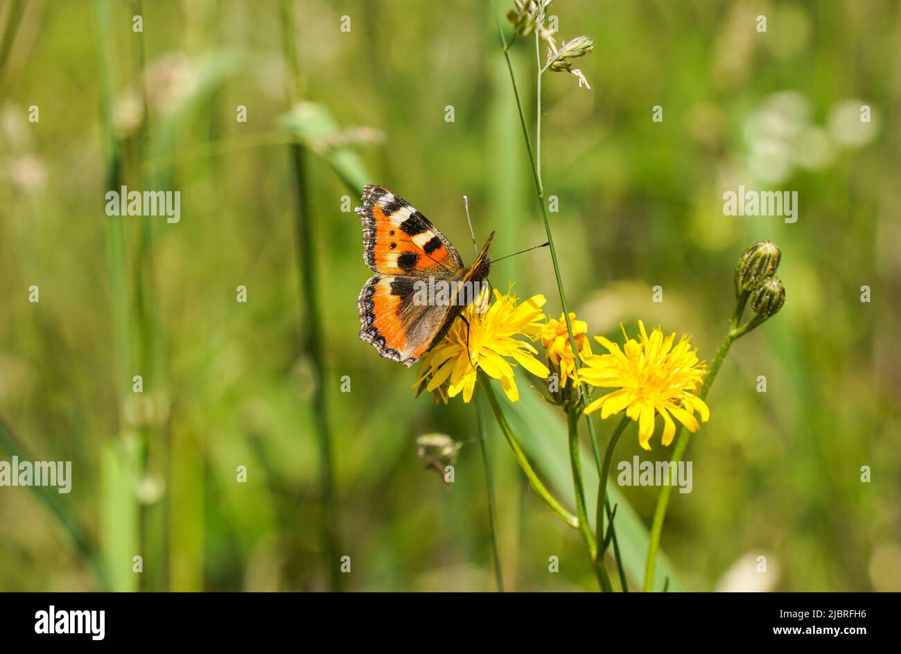 Piccola tartaruga (Aglais urticae ) alimentazione farfalla su pianta, Limburgo, Paesi Bassi. Foto Stock