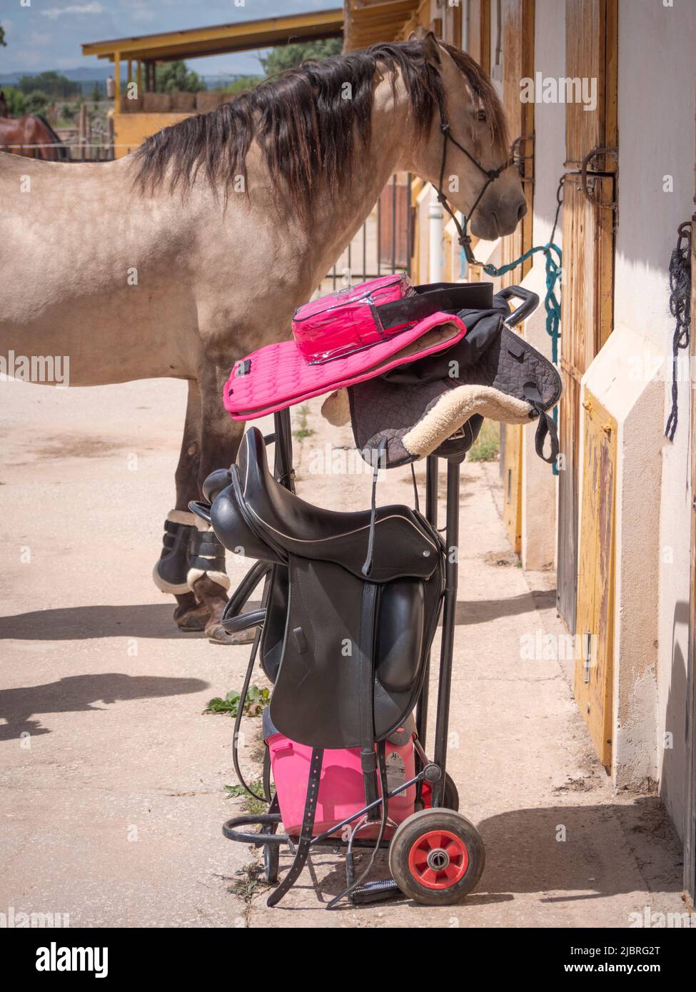 Lo stallone lusitano portoghese si prepara a vestirsi completamente per l'allenamento. Appiccicare il carrello con l'attrezzatura nella parte anteriore. Foto Stock