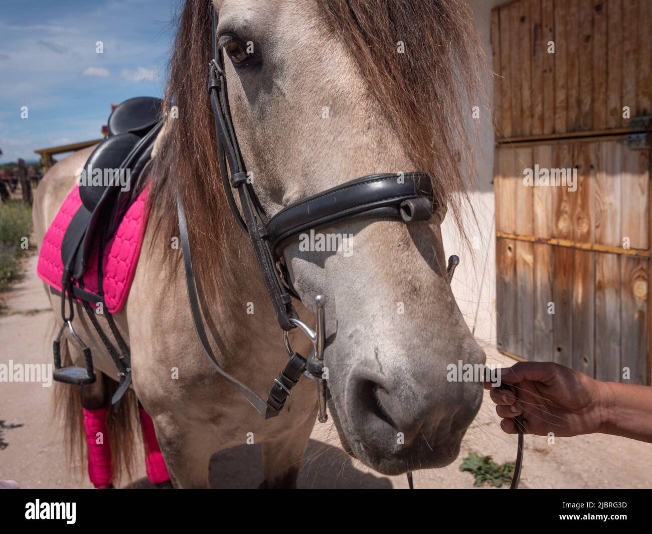 Vista frontale del cavallo lusitano portoghese, completamente vestito per una sessione di tirocinio. Foto Stock