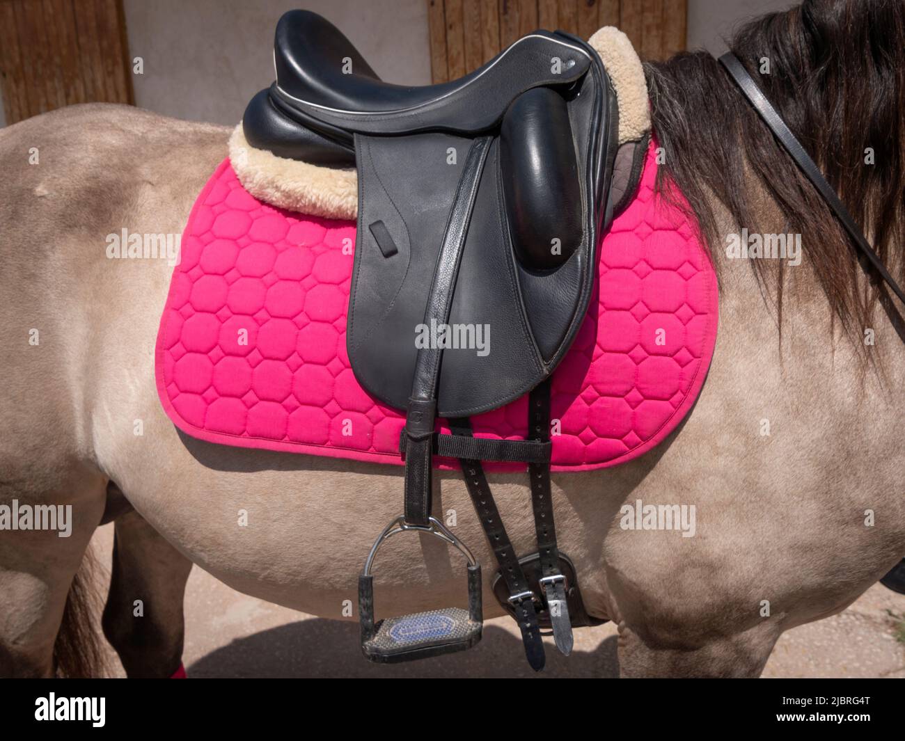 Cavallo Lusitano con sella in pelle e imbottitura rosa. Foto Stock