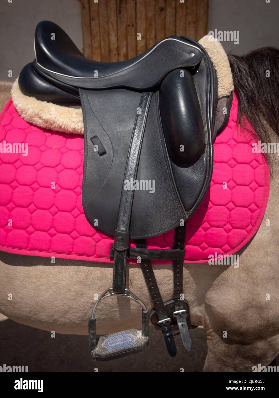 Vista verticale del cavallo lusitano con sella in pelle e sella rosa. Foto Stock