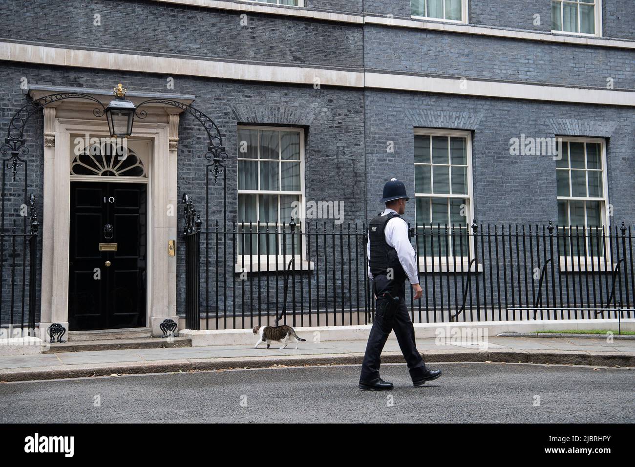 Whitehall, Londra, Regno Unito. 8th giugno 2022. Larry the Cat fa un'apparizione fuori Downing Street ma decide di tornare all'interno del No 10 per il pranzo. Credit: Maureen McLean/Alamy Live News Foto Stock