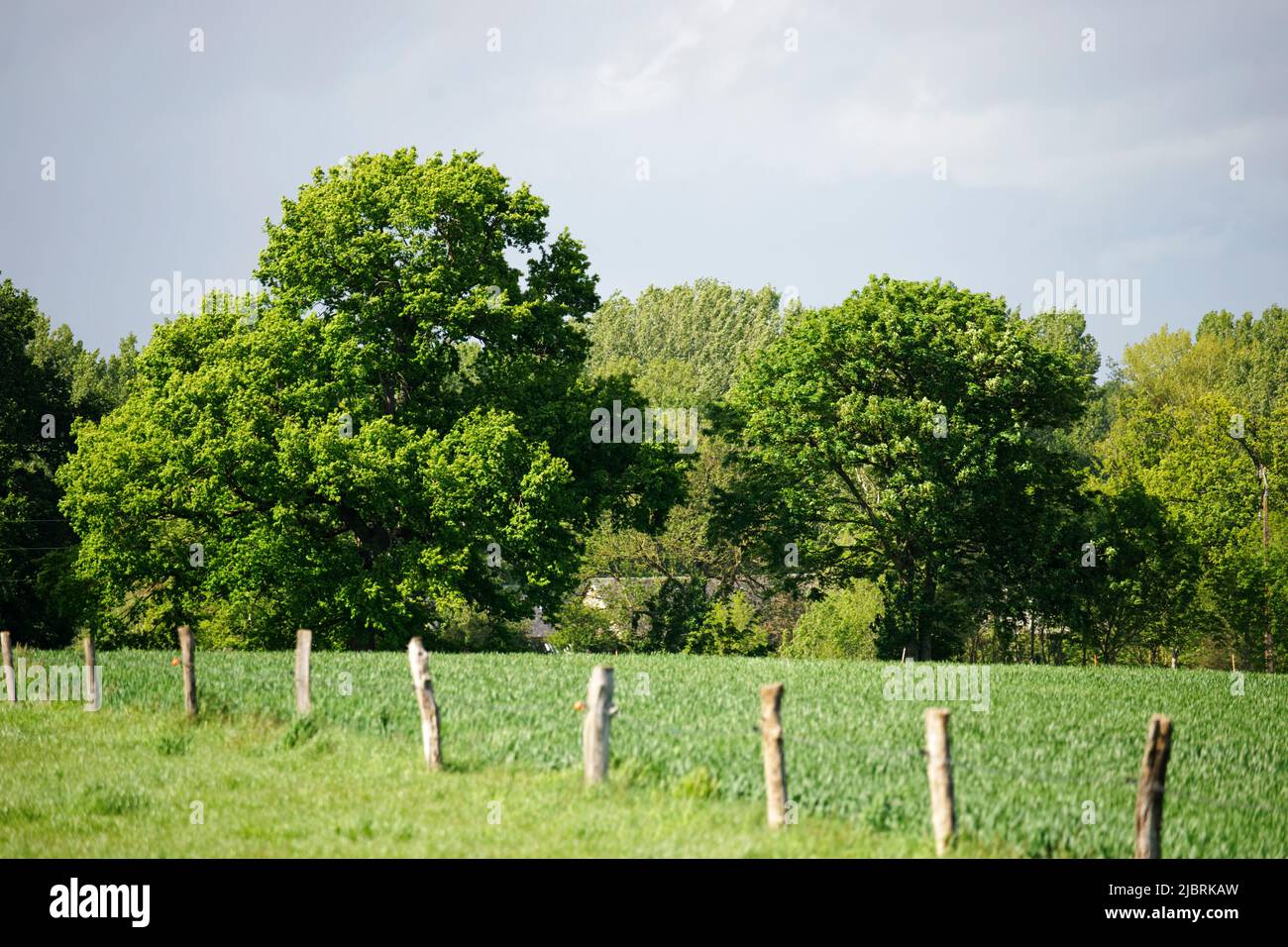 Paesaggio con due querce in primavera (nord-ovest della Francia) Foto Stock