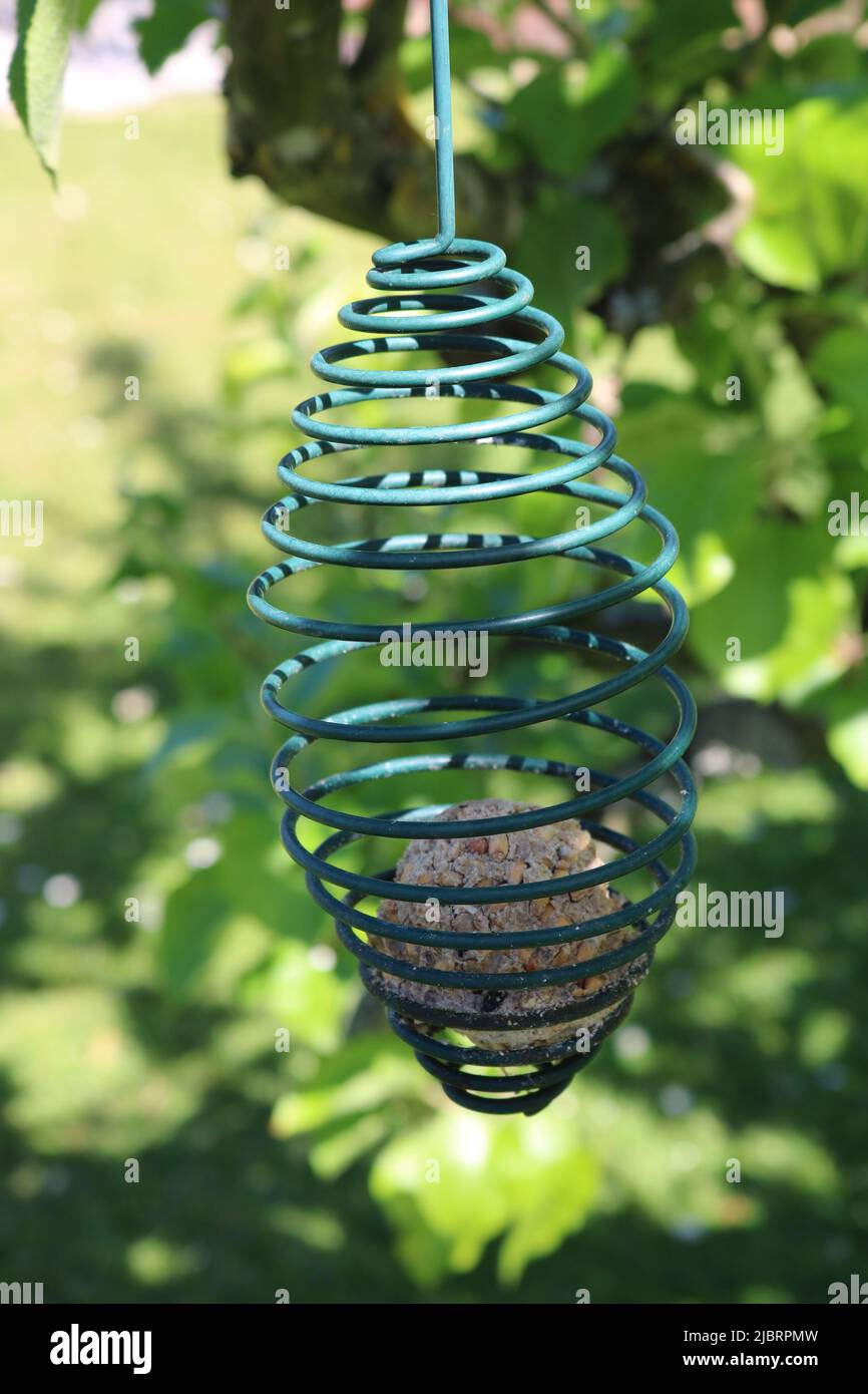 Alimentatore di uccelli con palle grasse appese su un albero nel giardino Foto Stock