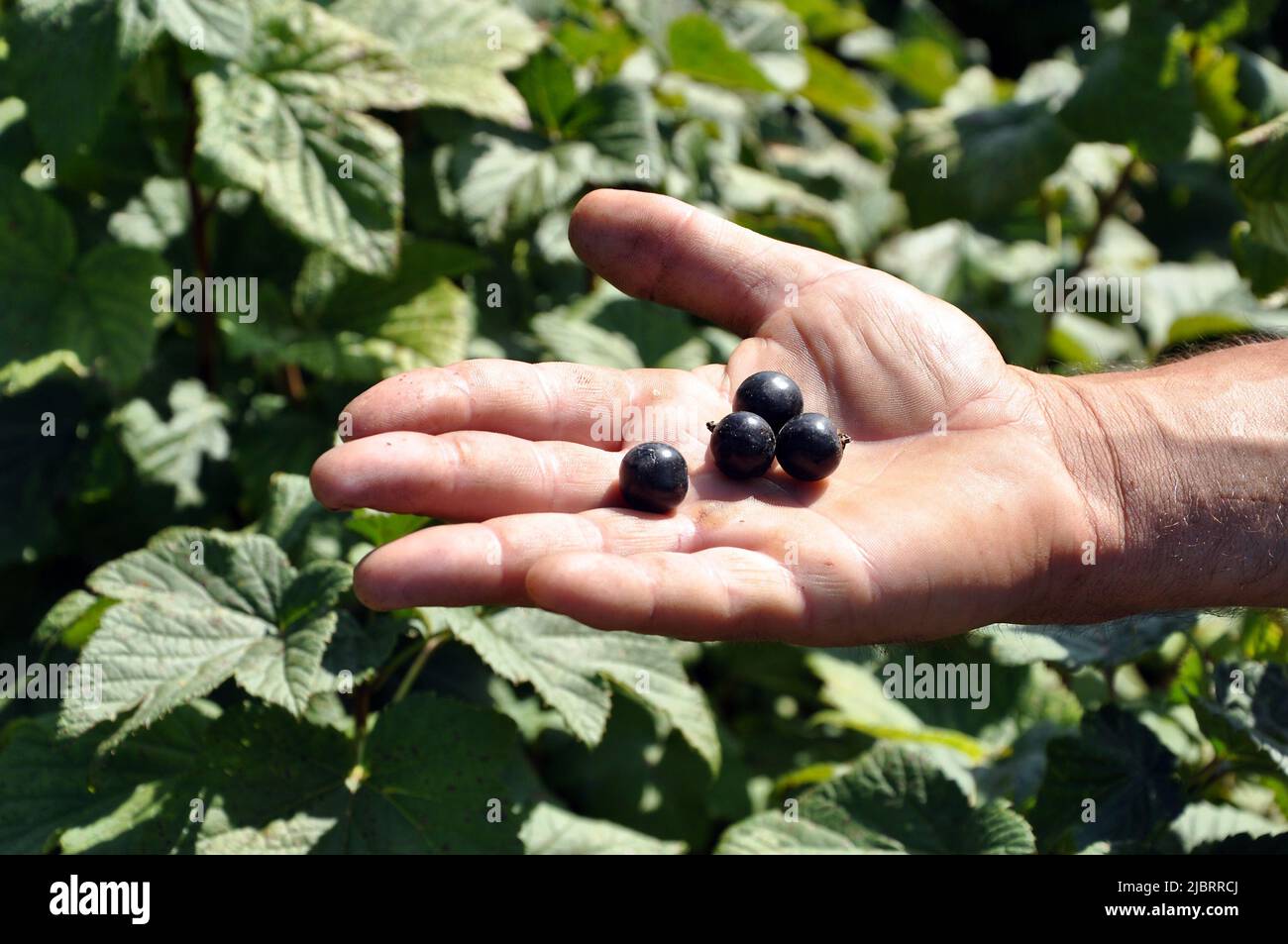 Diverse bacche mature di ribes nero sulla mano del contadino contro il giardino in giorno di sole Foto Stock