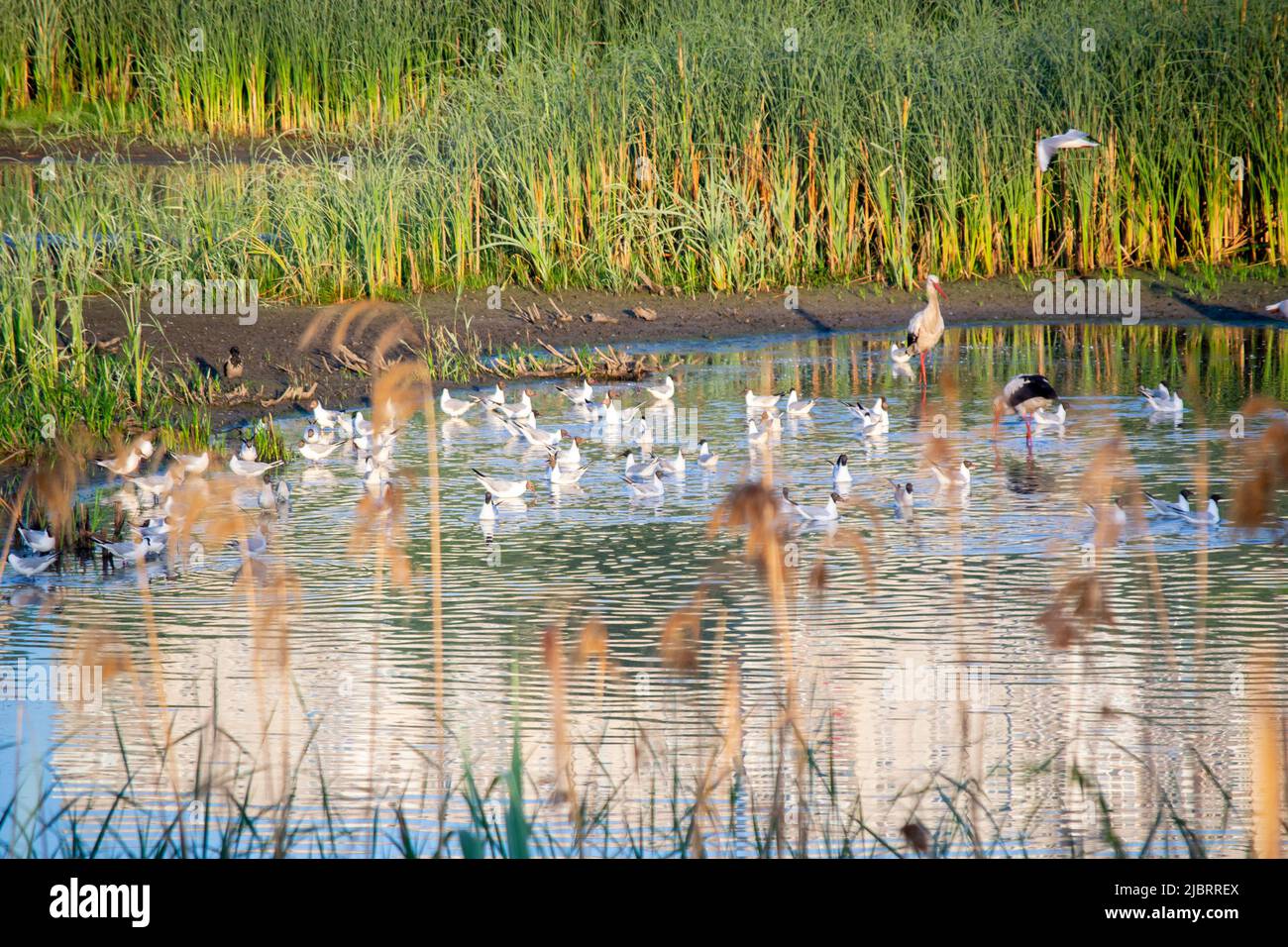 Molti uccelli cicogne e gabbiani sulla riva del lago vicino a canne verdi al tramonto all'alba. Un gregge di cicogne si levano in piedi, mangiano, si puliscono in acqua vicino alla riva. Molti gabbiani bianchi nuotano nelle vicinanze in acqua Foto Stock