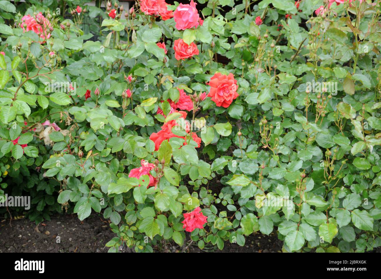 Kastrup/Copenhagen/Denmark/08 June 2022/varie rose colorate e piante rosate nel giardino locale di Copenhagen (Photo..Francis Joseph Dean/Deanpictures, Foto Stock