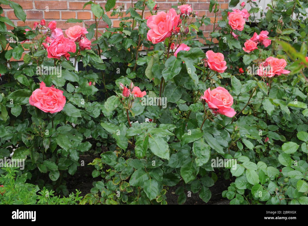 Kastrup/Copenhagen/Denmark/08 June 2022/varie rose colorate e piante rosate nel giardino locale di Copenhagen (Photo..Francis Joseph Dean/Deanpictures, Foto Stock