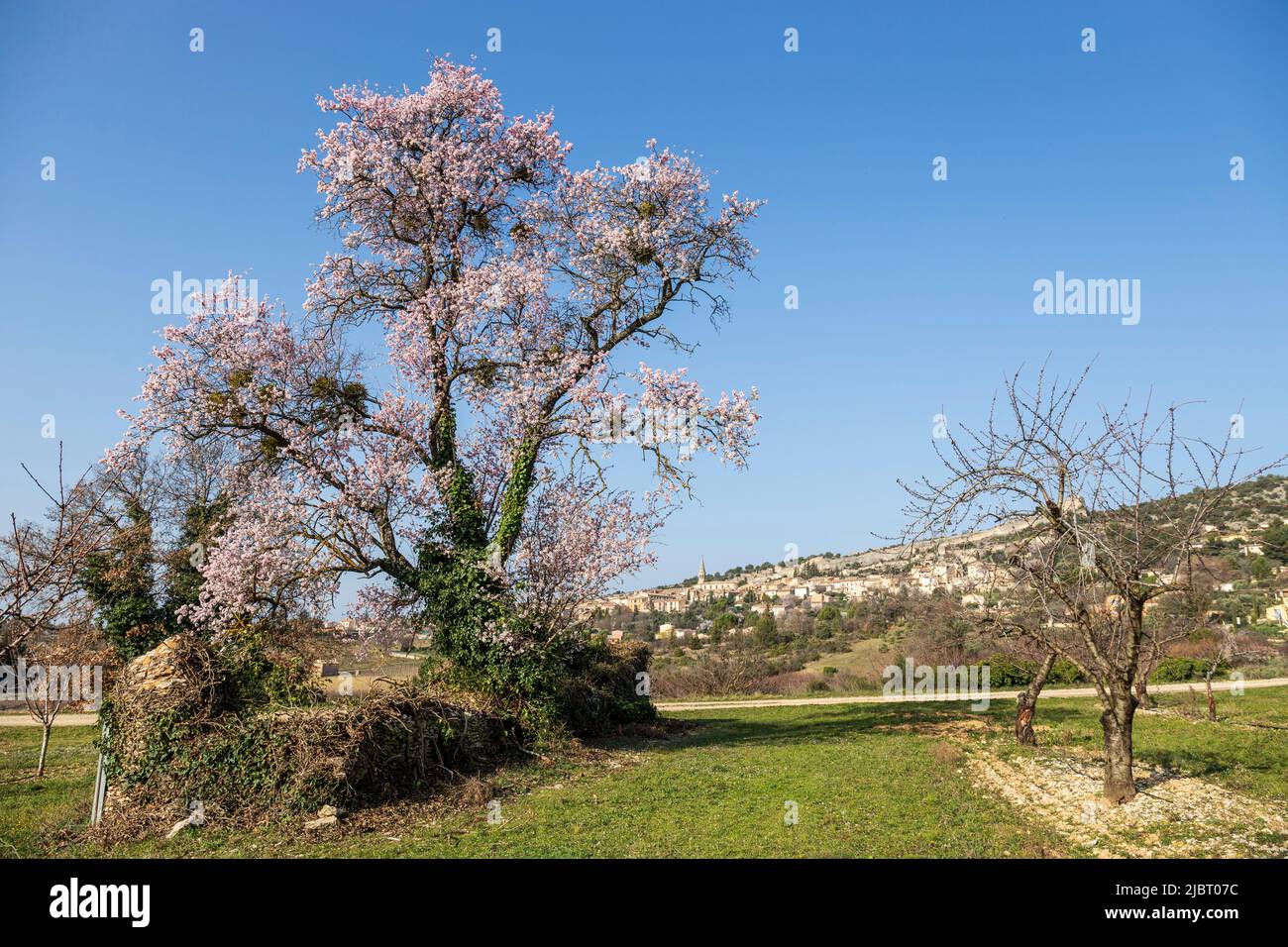 Francia, Vaucluse, Parco Naturale Regionale del Luberon, Saint-Saturnin-lès-Apt, albero di mandorle in fiore sulla pianura ai piedi del villaggio Foto Stock