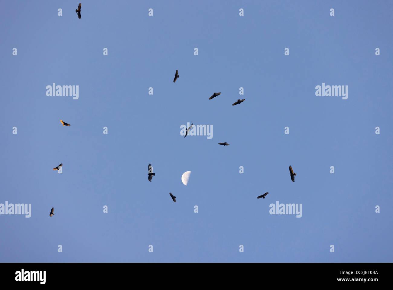 Panama, Panama City, volo di avvoltoi neri (Coragyps atratus) sopra Panama City Foto Stock