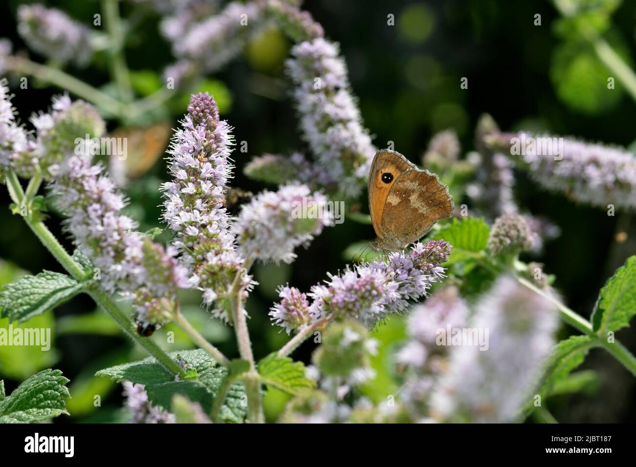 Francia, Haute Saone, Plancher Bas, giardino, Gatekeeper (Pyronia tithonus) sulla menta fiorente Foto Stock