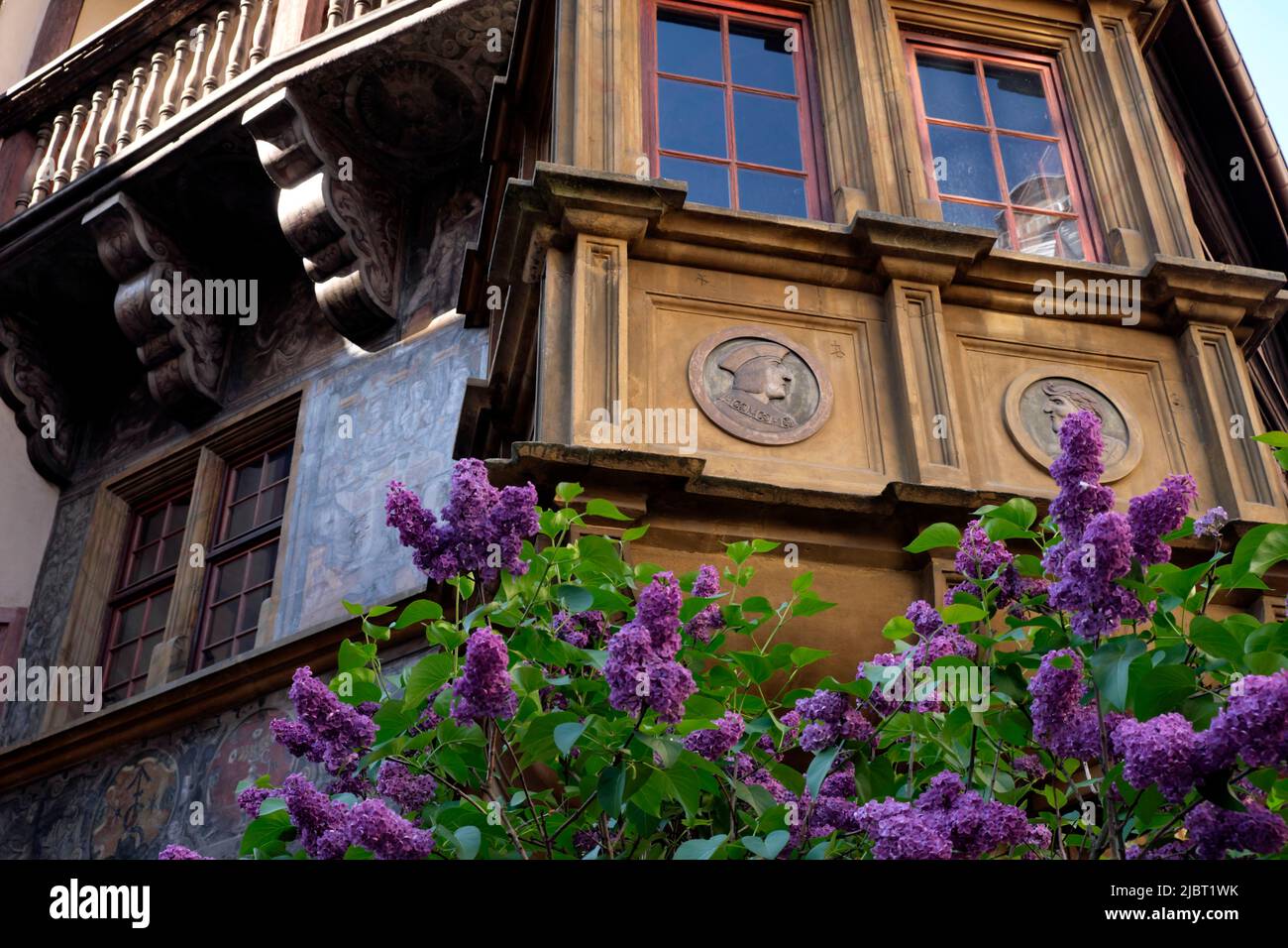 Francia, Haut Rhin, Colmar, Rue des Marchands, 1535 Pfister house, finestra oriel, lilla fiorente Foto Stock