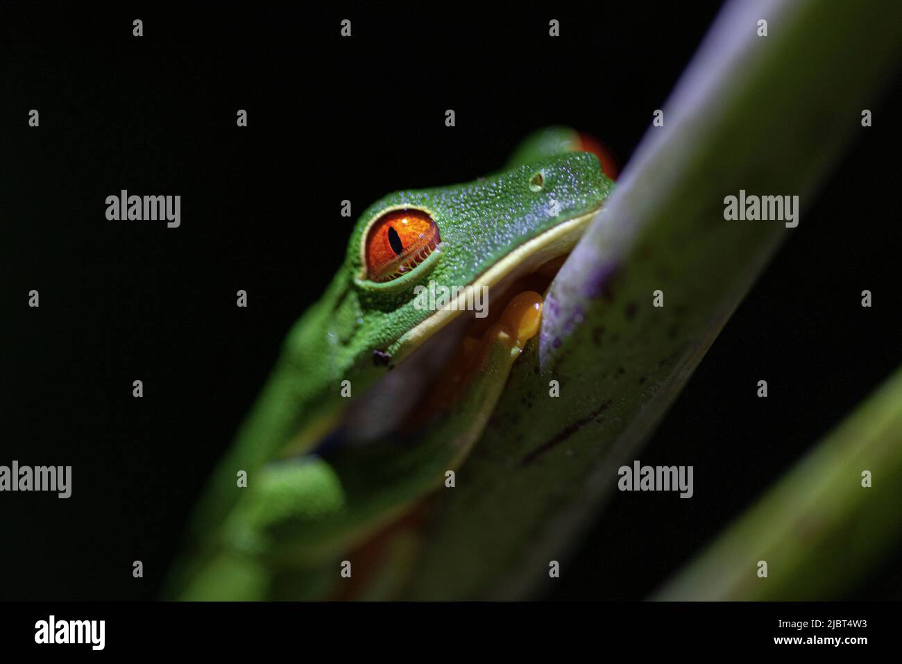 Costa Rica, Provincia di Limon, Parco Nazionale del Tortuguero, rana rossa (Agalichnis callidrias) Foto Stock