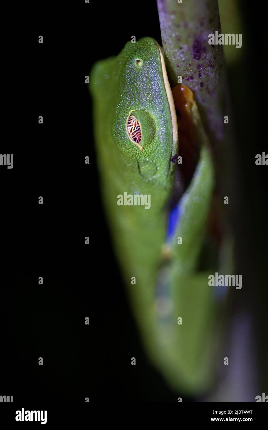 Costa Rica, Provincia di Limon, Parco Nazionale del Tortuguero, rana rossa (Agalichnis callidrias) Foto Stock