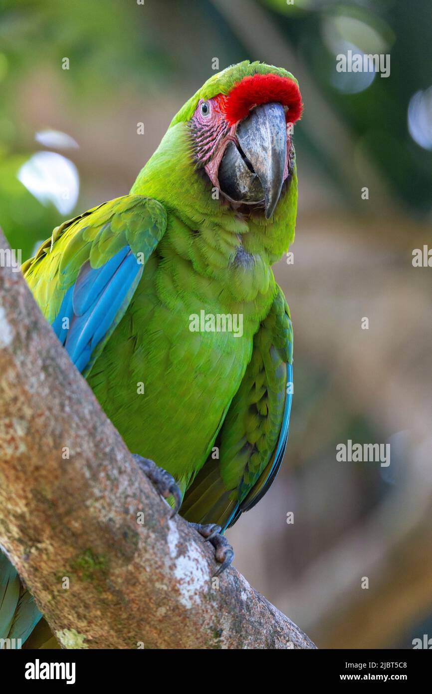 Costa Rica, Provincia di Limon, Macaw di Buffon (Ara ambiguus) nella foresta pluviale della costa caraibica Foto Stock