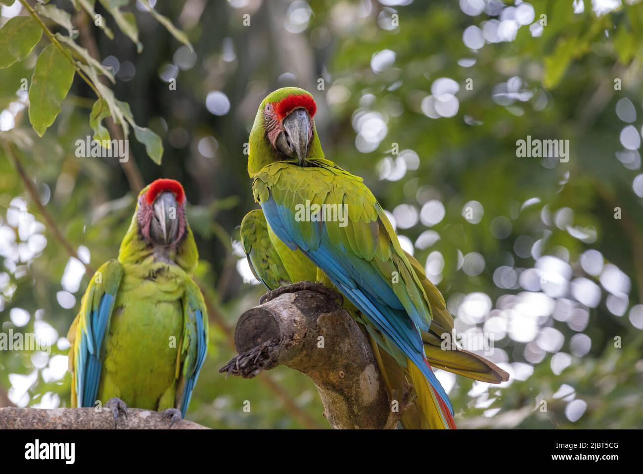 Costa Rica, Provincia di Limon, Macaw di Buffon (Ara ambiguus) nella foresta pluviale della costa caraibica Foto Stock