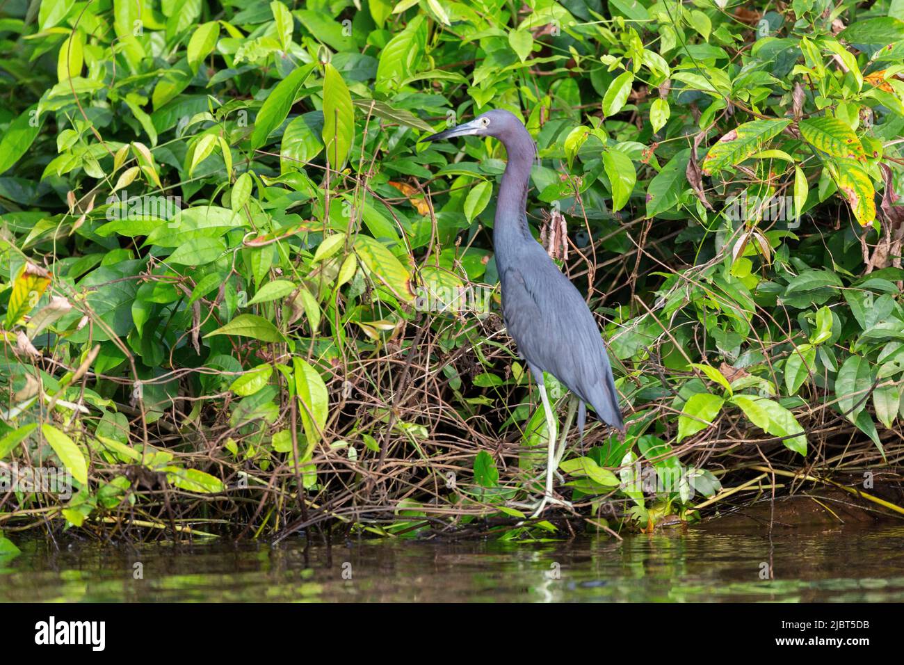 Costa Rica, Provincia di Limon, Parco Nazionale di Tortuguero, Blue Egret (Egretta caerulea) Foto Stock