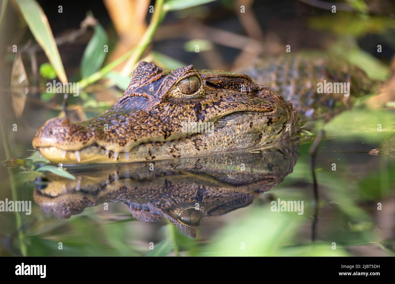 Costa Rica, Provincia del Limone, Parco Nazionale del Tortuguero, Caiman (Caiman coccodrillo) Foto Stock