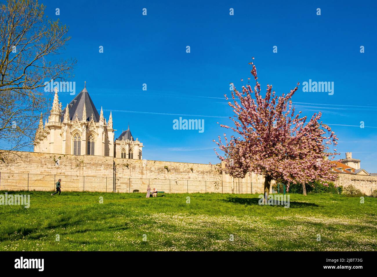 Francia, Val de Marne, ciliegia fiore di fronte alla cappella del castello di Vincennes Foto Stock