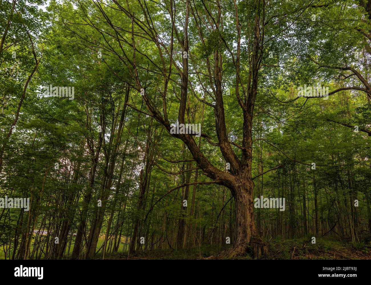 Sopra la vista di un baldacchino di alberi in una foresta nel Tennessee nord-orientale. Foto Stock