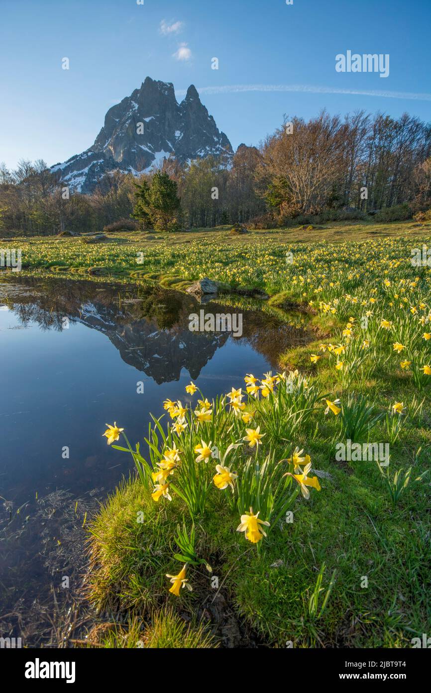 Francia, Pirenei Atlantici, Bearn, valle Ossau, riflesso del Pic du Midi d'Ossau in uno stagno e narcisi Foto Stock