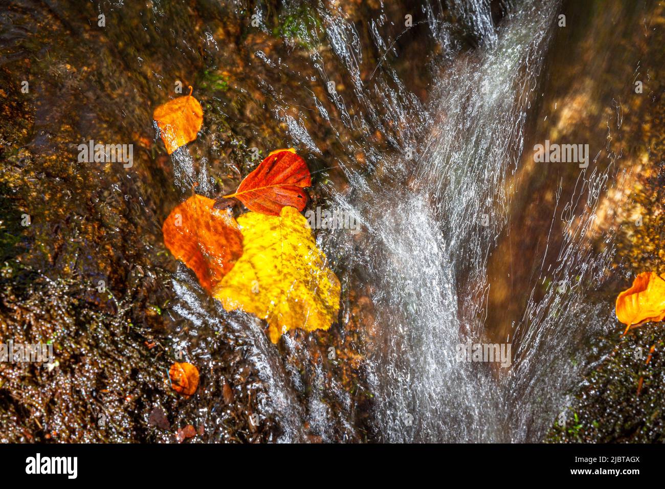 Francia, Correze, fiume Vezere in autunno, Parc Naturel Regional de Millevaches (Parco Naturale Regionale di Millevaches) Foto Stock