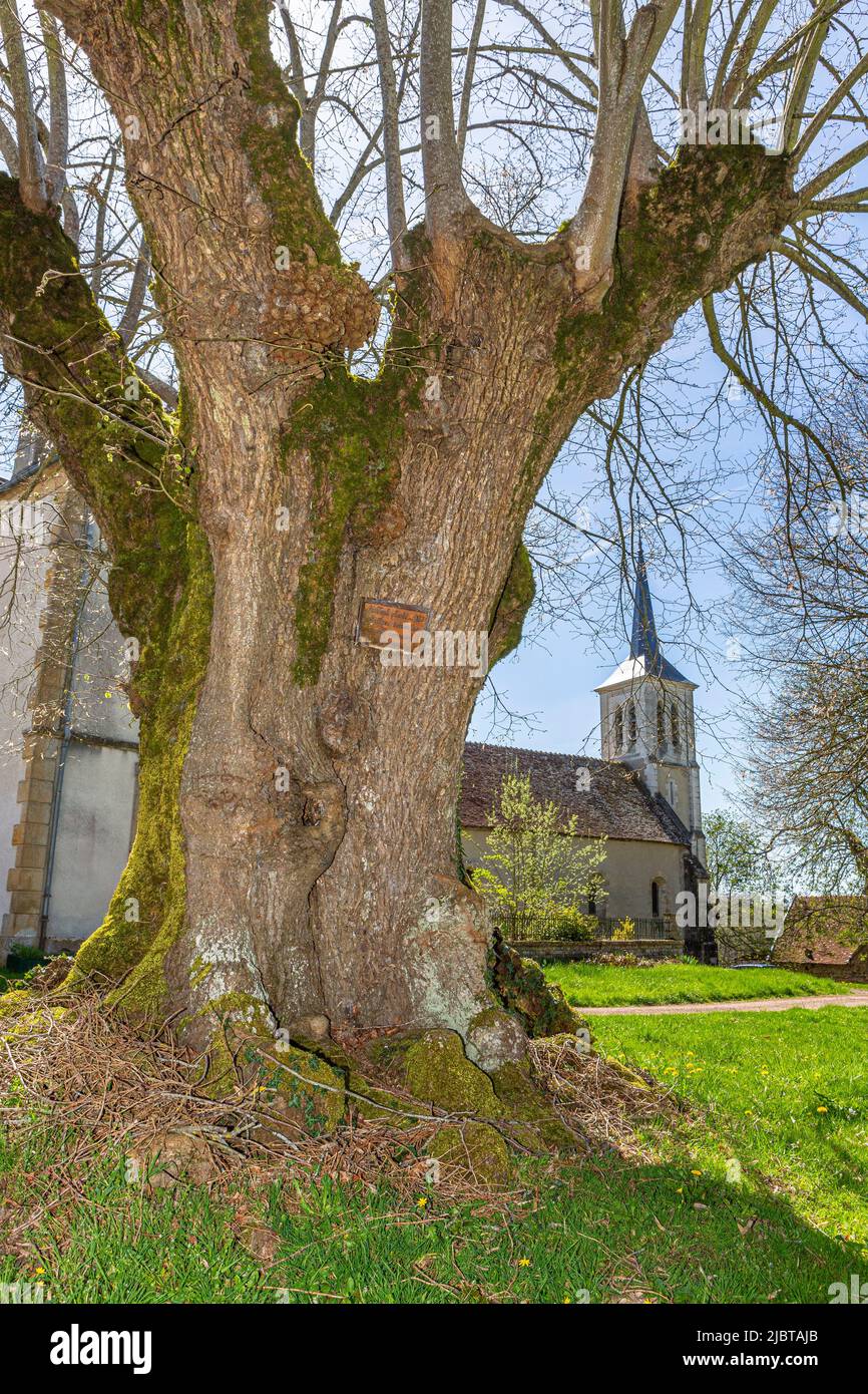 Francia, Nievre, Champallement, Sully lime piantato nel 1733 Foto Stock