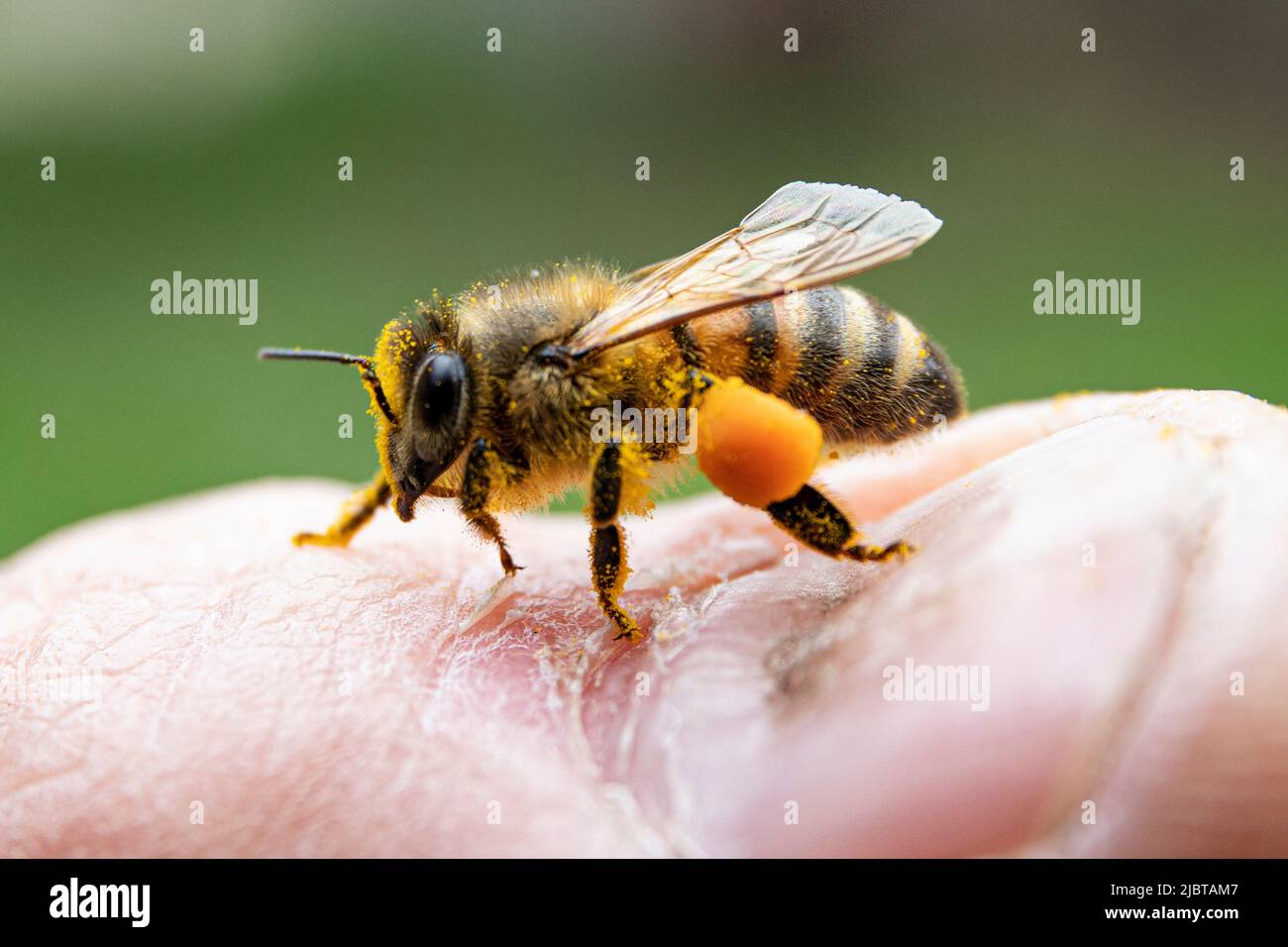 Ape con polline di dente di leone Foto Stock