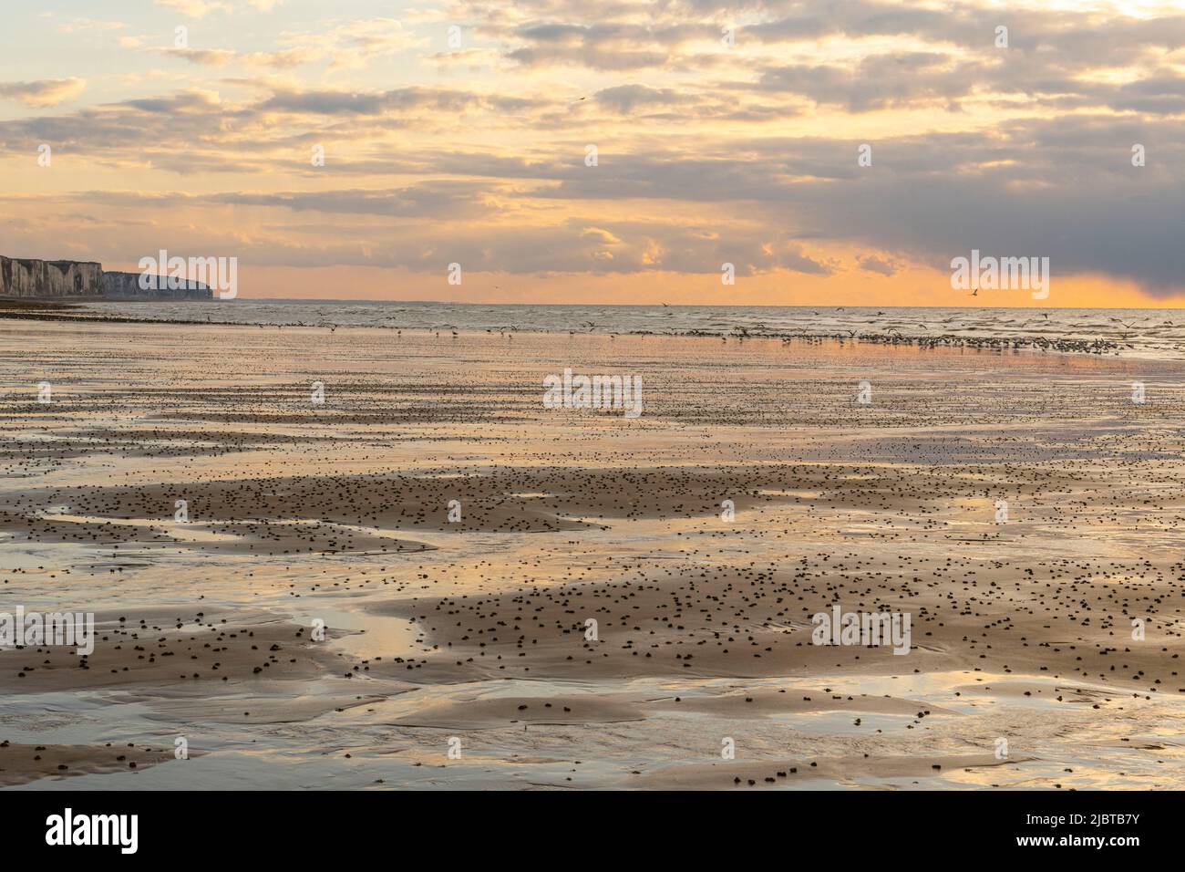 Francia, Somme, Ault, una serata di primavera sulla spiaggia di Ault mentre il freddo ha spaventato i turisti e solo i gabbiani e alcune persone coraggiose osano rimanere fuori Foto Stock