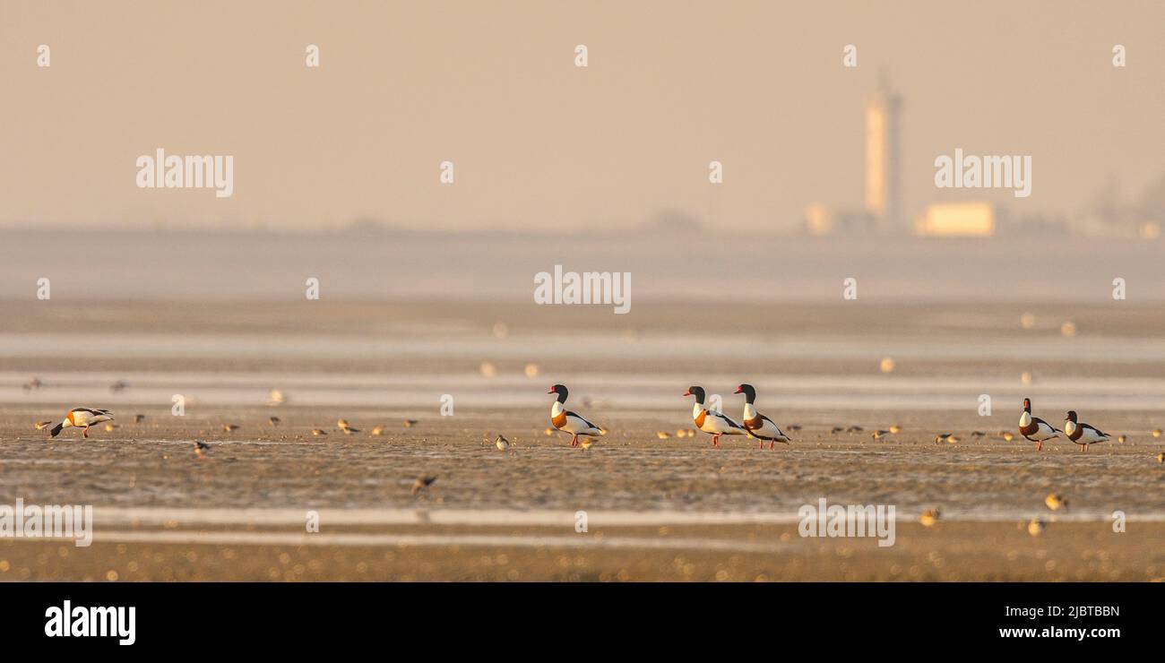 Francia, Somme, le Crotoy, Shelanks (Tadorna tadorna) e Dunlin (Calidris alpina) nella baia di Somme di fronte a Hourdel Foto Stock