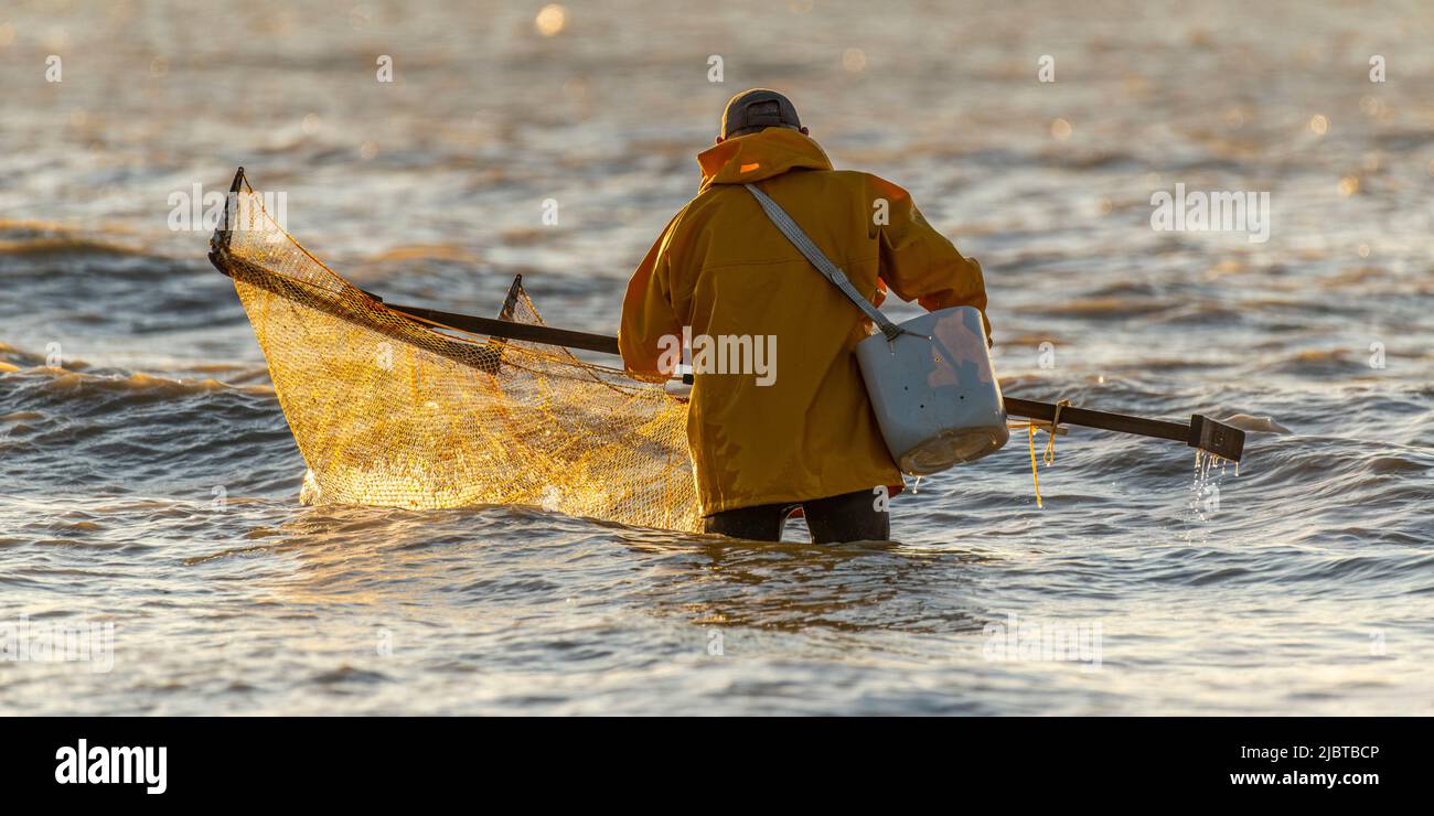 Francia, Somme, Ault, due ore prima della bassa marea, i pescatori vengono con la loro rete per pescare i gamberetti (crangon crangon) spingendo questa rete di fronte a loro e camminando lungo il mare di fronte Foto Stock