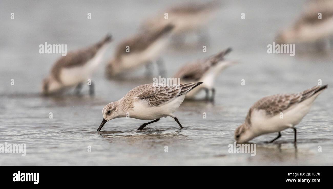 Francia, Somme, Quend-Plage, Sanderling (Calidris alba - Sanderling) sulla spiaggia di Quend Foto Stock