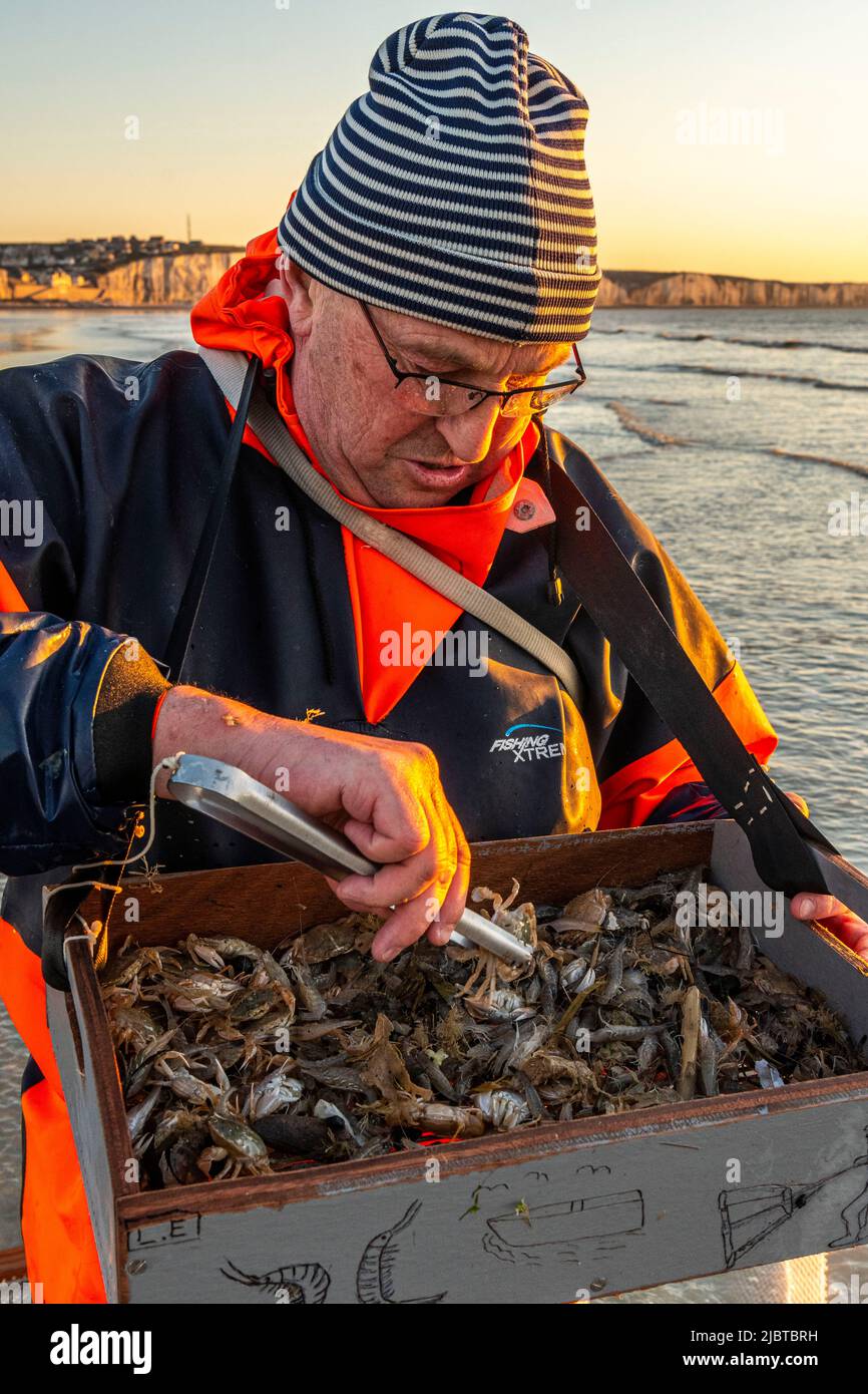 Francia, Somme, Ault, due ore prima della bassa marea, i pescatori vengono con la loro rete a pescare per i gamberetti (crangon crangon) spingendo questa rete di fronte a loro e camminando lungo il mare, quando la rete è trasportato su, granchi, piccoli pesci (soprattutto bianco) e i gamberetti troppo piccoli devono essere riportati in acqua Foto Stock