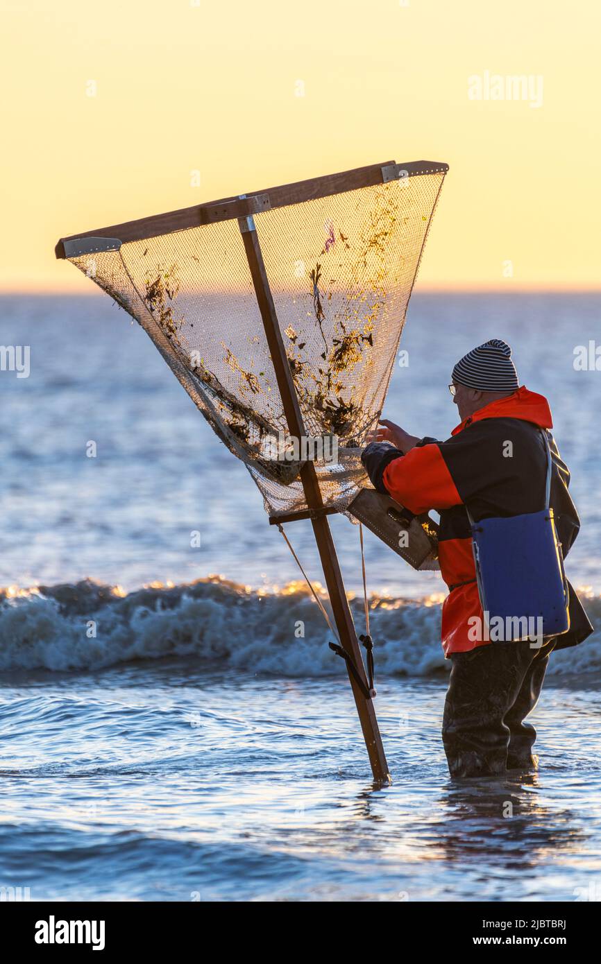 Francia, Somme, Ault, due ore prima della bassa marea, i pescatori vengono con la loro rete a pescare per i gamberetti (crangon crangon) spingendo questa rete di fronte a loro e camminando lungo il mare, quando la rete è trasportato su, granchi, piccoli pesci (soprattutto bianco) e i gamberetti troppo piccoli devono essere riportati in acqua Foto Stock