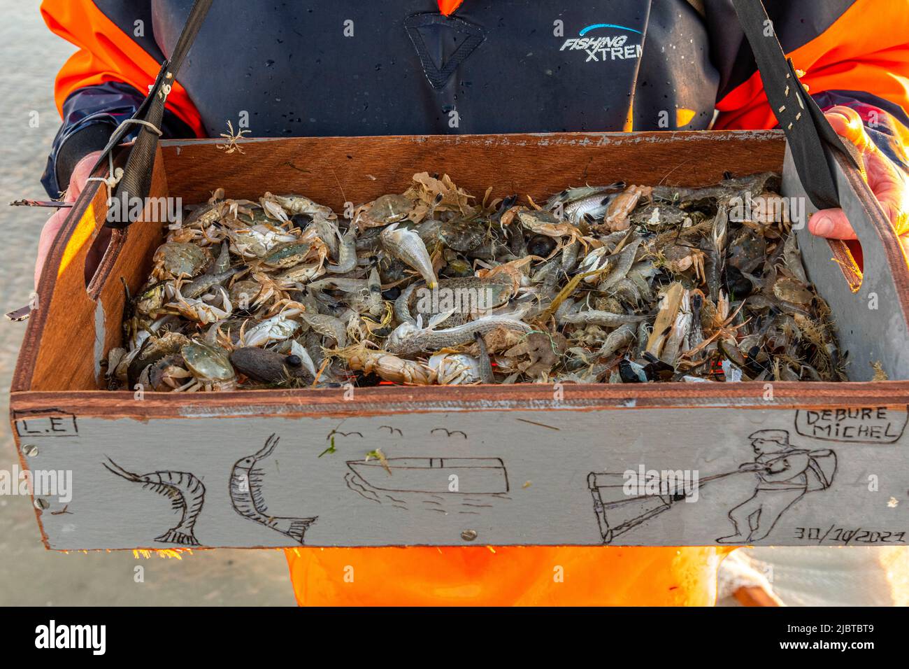 Francia, Somme, Ault, due ore prima della bassa marea, i pescatori vengono con la loro rete a pescare per i gamberetti (crangon crangon) spingendo questa rete di fronte a loro e camminando lungo il mare, quando la rete è trasportato su, granchi, piccoli pesci (soprattutto bianco) e i gamberetti troppo piccoli devono essere riportati in acqua Foto Stock