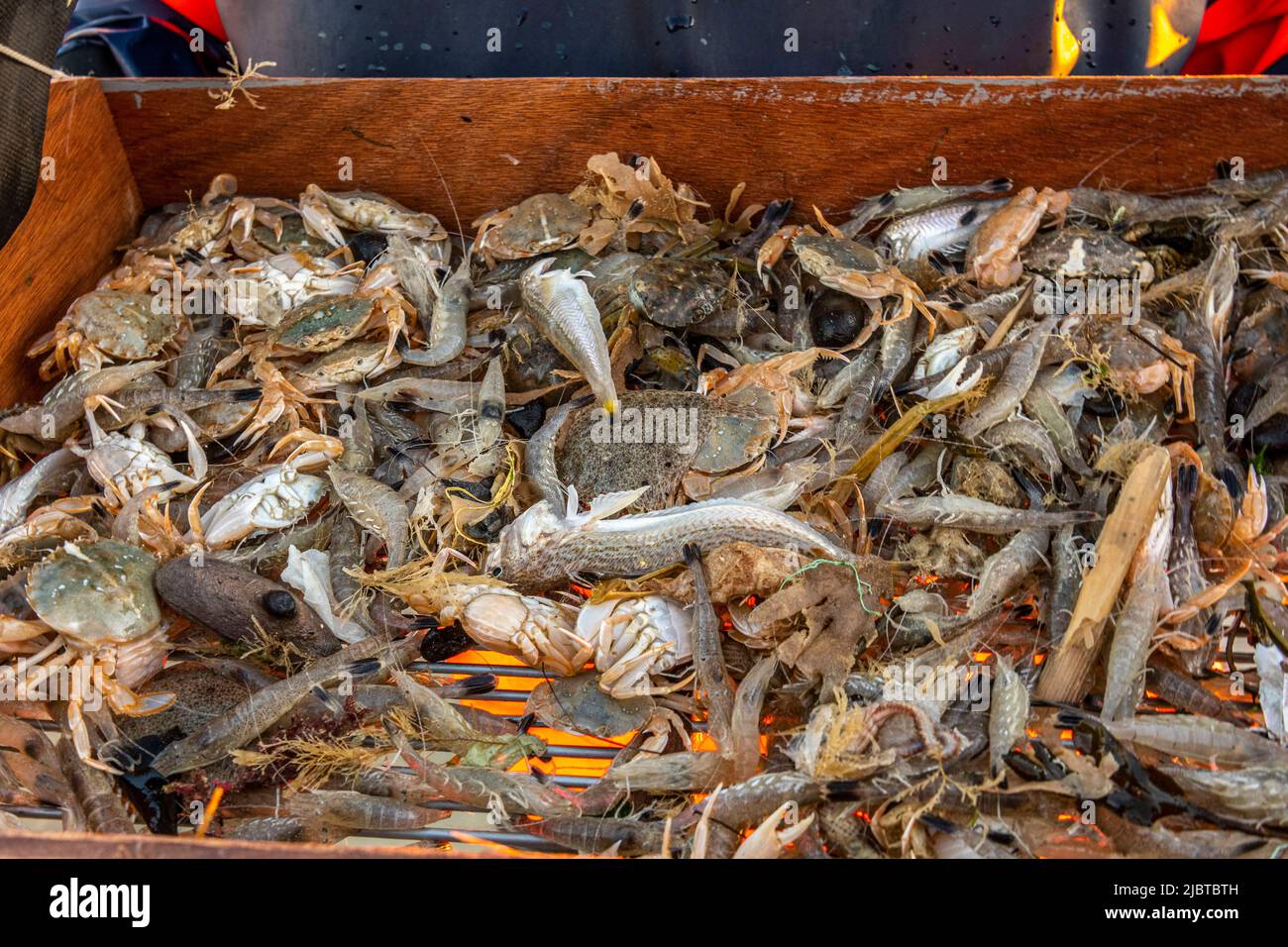 Francia, Somme, Ault, due ore prima della bassa marea, i pescatori vengono con la loro rete a pescare per i gamberetti (crangon crangon) spingendo questa rete di fronte a loro e camminando lungo il mare, quando la rete è trasportato su, granchi, piccoli pesci (soprattutto bianco) e i gamberetti troppo piccoli devono essere riportati in acqua Foto Stock