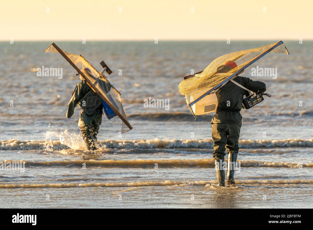 Francia, Somme, Ault, due ore prima della bassa marea, i pescatori vengono con la loro rete per pescare i gamberetti (crangon crangon) spingendo questa rete di fronte a loro e camminando lungo il mare di fronte Foto Stock
