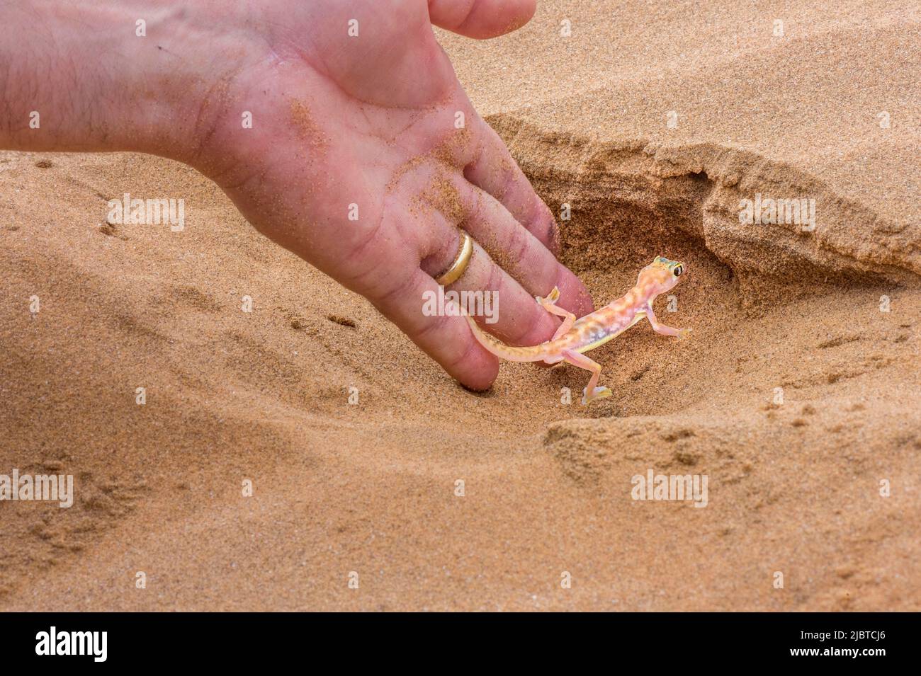 Namibia, Skeleton Coast, regione di Erongo, Swakopmund, Namib Desert, Gecko o Palmatogecko (Pachydactylus rangei) endemico del deserto del Namib Foto Stock