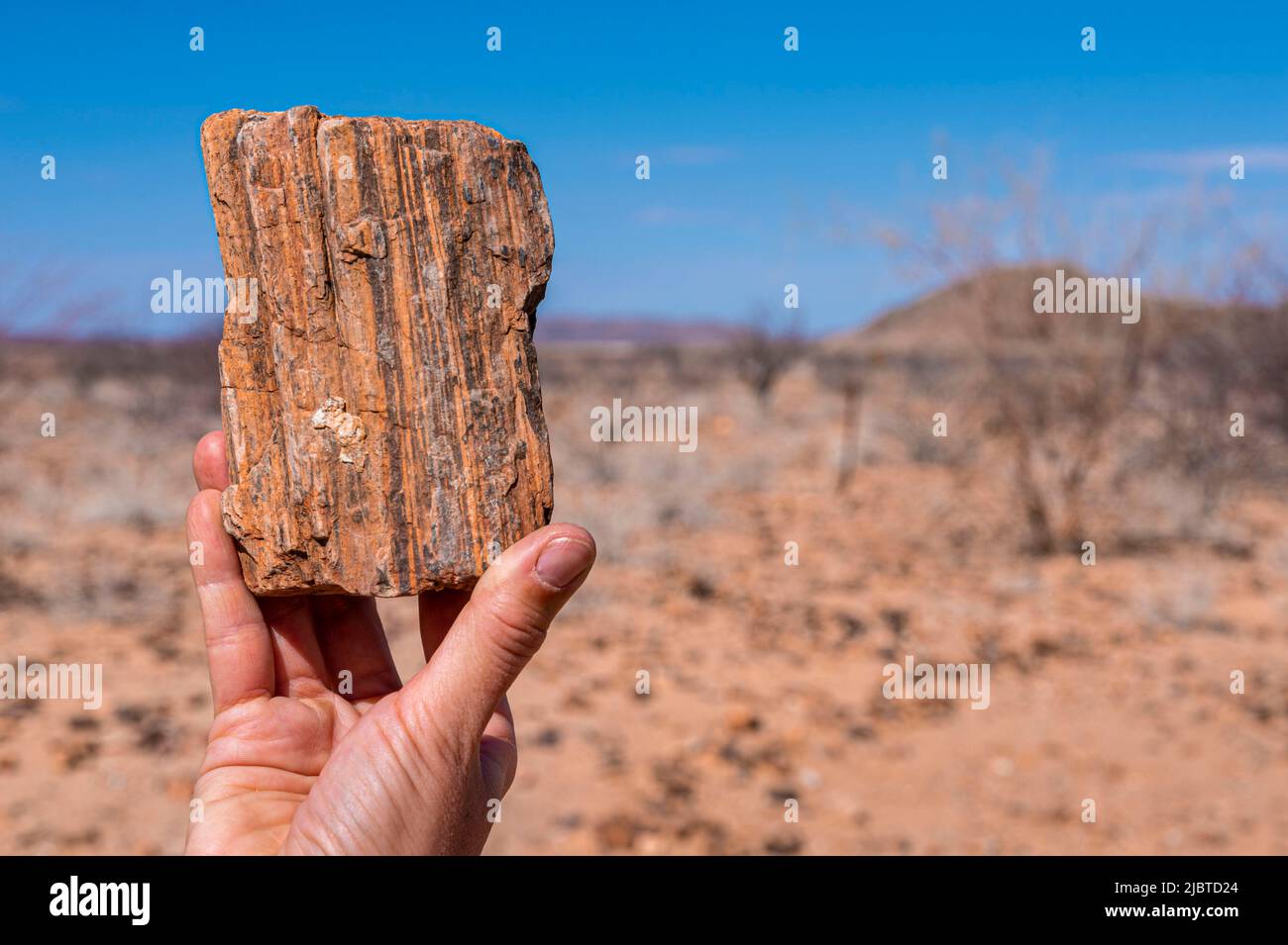 Namibia, regione di Kunene, Damaraland, Khorixas, foresta pietrificata risalente a 260 milioni di anni fa, patrimonio mondiale dell'UNESCO Foto Stock