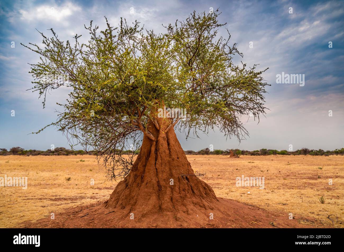 Namibia, regione di Kunene, tumulo di termite costruito intorno al tronco di un arbusto Foto Stock