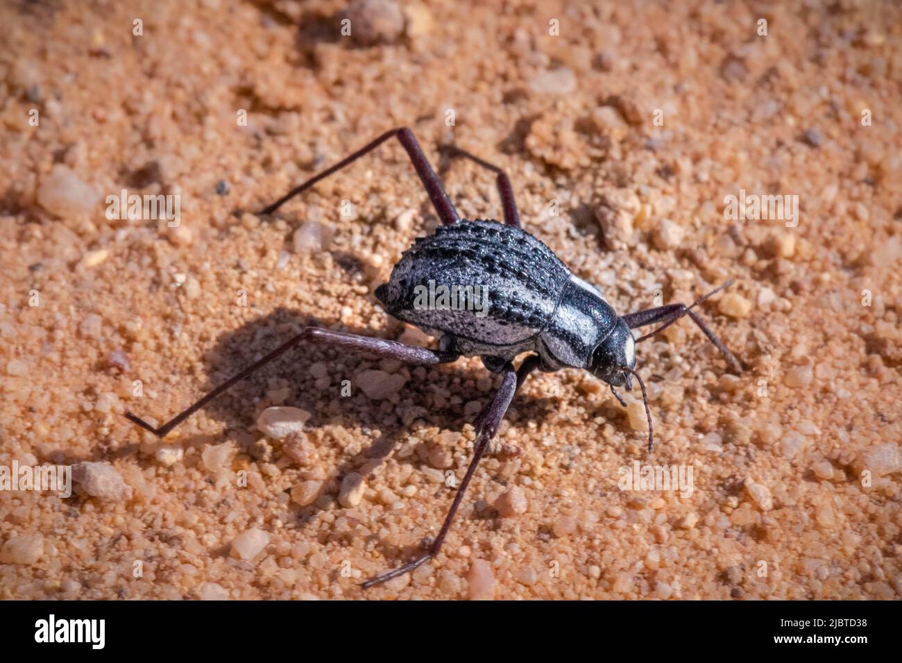 Namibia, regione di Kunene, Damaraland, Khorixas, Namibia Desert Beetle (Stenocara gracilides) Foto Stock