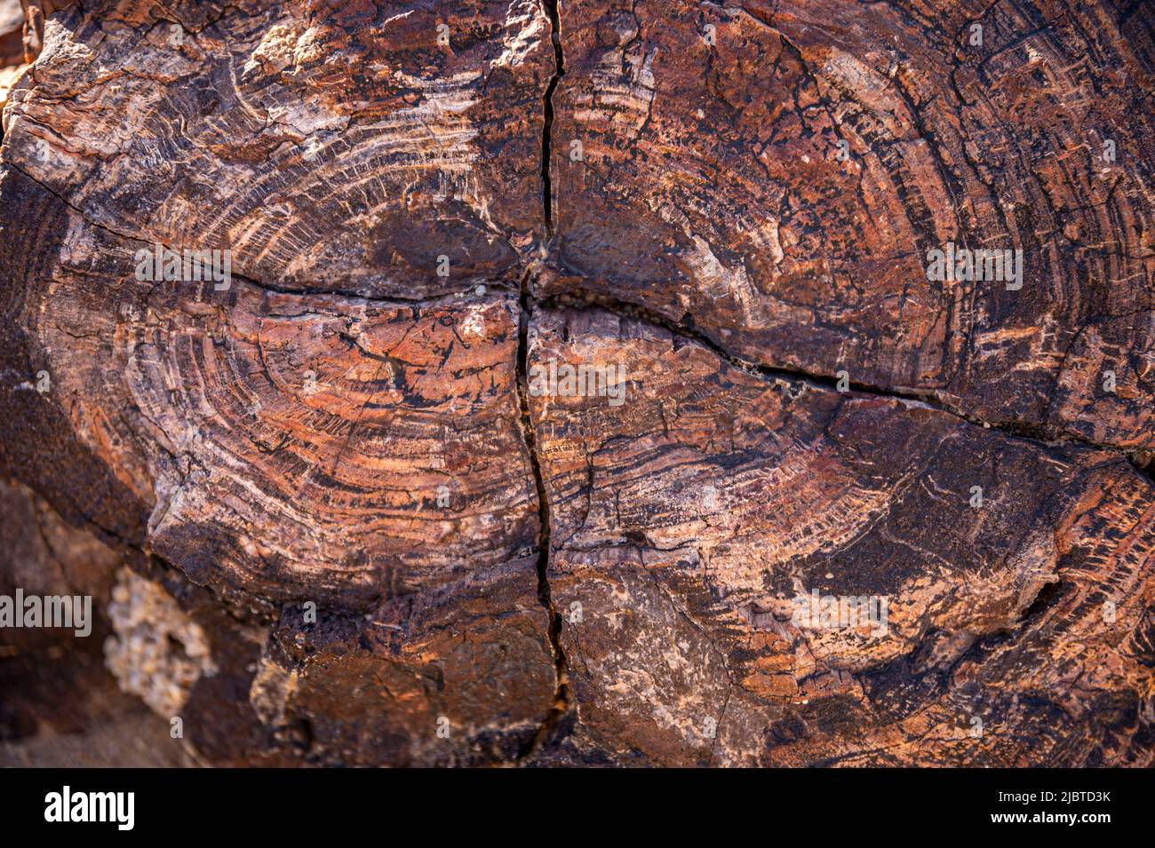 Namibia, regione di Kunene, Damaraland, Khorixas, foresta pietrificata risalente a 260 milioni di anni fa, patrimonio mondiale dell'UNESCO Foto Stock
