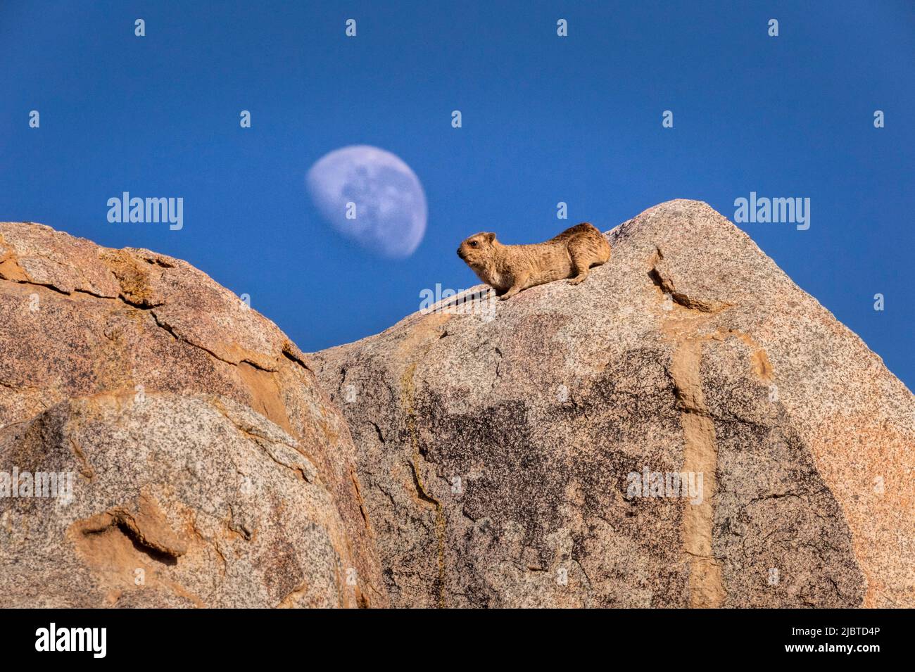 Namibia, regione di Kunene, Damaraland, Palmwag, Grootberg, Hoada Camp, Capo Irax o Rock Irax (Procavia capensis), la Luna sullo sfondo Foto Stock