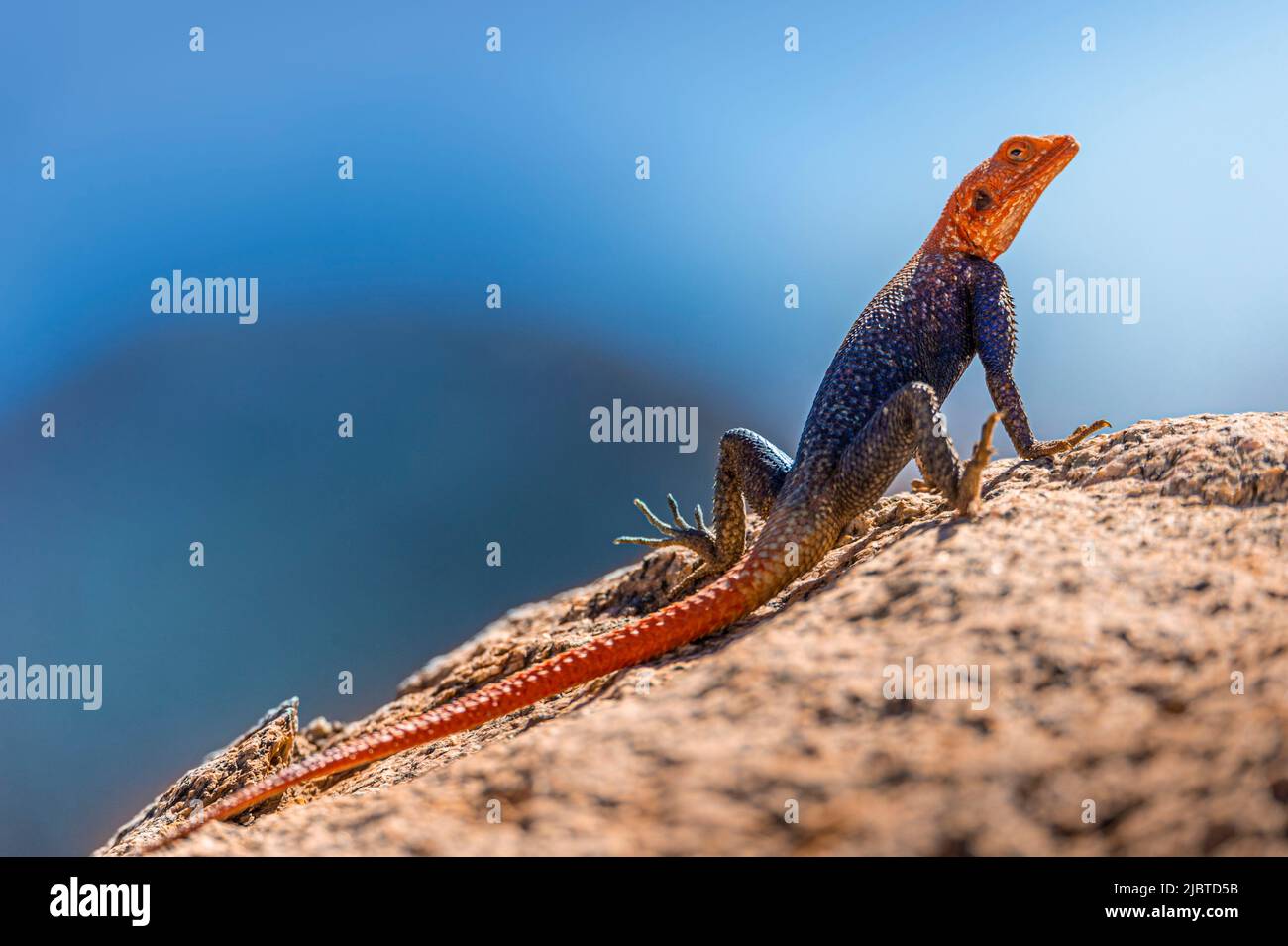 Namibia, regione di Kunene, Damaraland, Palmwag, Grootberg, Hoada Camp, Lizard, Rock AGAMA (AGAMA agama) maschio Foto Stock