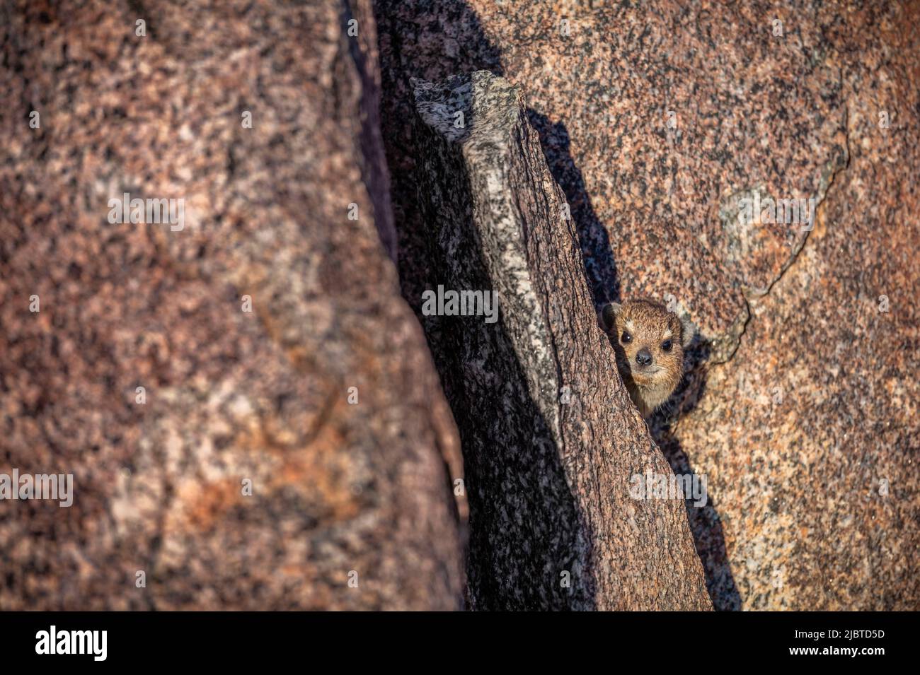 Namibia, regione di Kunene, Damaraland, Palmwag, Grootberg, Hoada Camp, Capo Irax o Rock Irax (Procavia capensis) Foto Stock