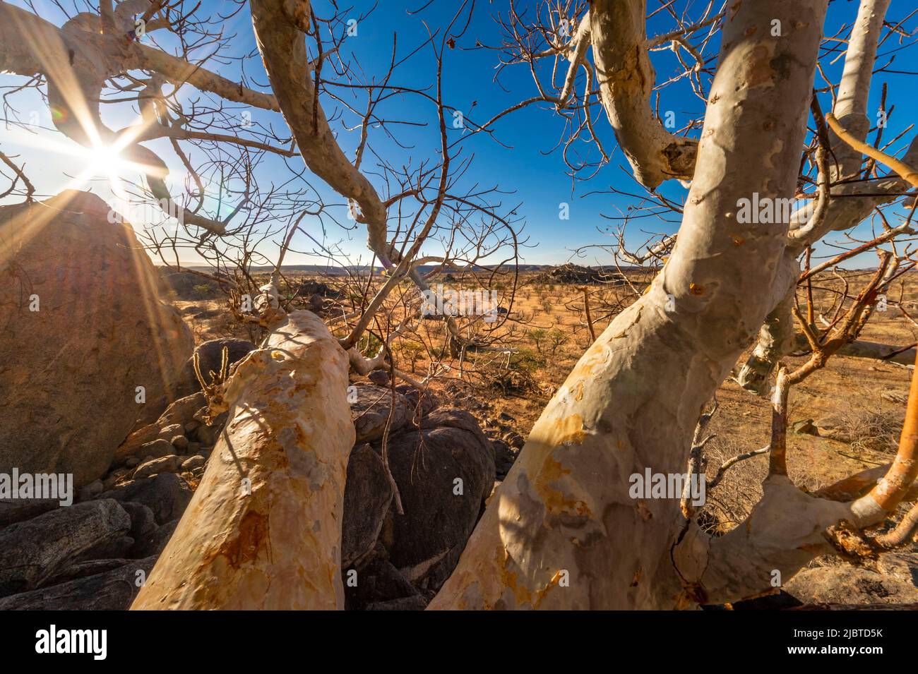 Namibia, regione di Kunene, Damaraland, Palmwag, Grootberg, Hoada Camp, vista sulla macchia al sole Foto Stock